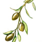 Olive Branch