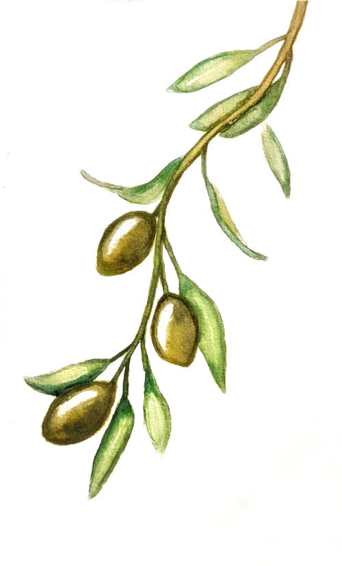 Olive Branch